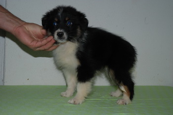 Australian Shepherd